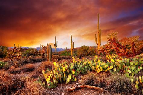 Arizona Desert Sunset Photograph By Peter Nowell Photograph by Peter ...