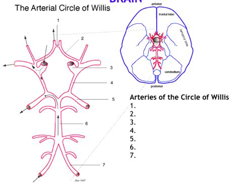 Circle Of Willis Diagram