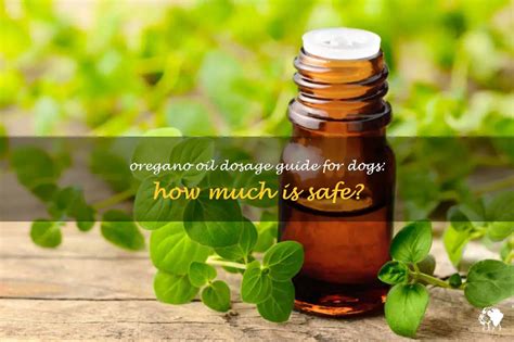 Oregano Oil Dosage Guide For Dogs: How Much Is Safe? | PetShun