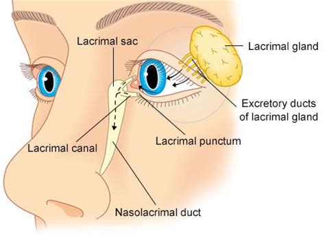 Lacrimal Sac Inflammation