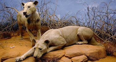 TSAVO LIONS - Weekly World News