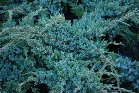 Juniperus Blue Carpet | Emerald Plants