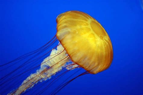 Picture 1 of 9 - Jellyfish (Cnidaria Scyphozoa Aurelia) Pictures & Images - Animals - A-Z Animals