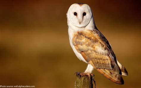 Interesting facts about barn owls | Just Fun Facts