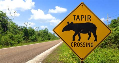 Tapir Crossing - Belize's National Animal | Tapir, National animal, Belize