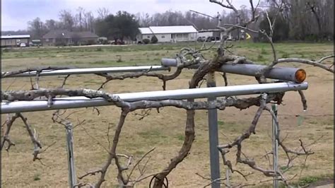 Muscadine vine pruning and trellis system | Trellis system, Muscadine vine, Grape trellis