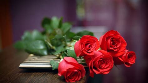 Best Red Roses Wallpapers Natural Full HD Download Free | Beautiful Roses Wallpapers Hd