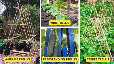 Trellis For Cucumbers In Pots – Slick Garden