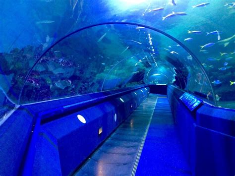 Walk Along the Seabed in Our Underwater Tunnel | Blue Planet Aquarium