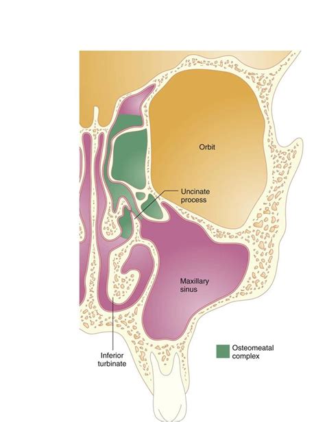 What Sinuses Drain Into The Middle Meatus - Best Drain Photos Primagem.Org