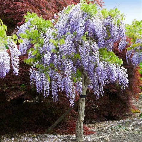 Purple Wisteria Trees for Sale | BrighterBlooms.com