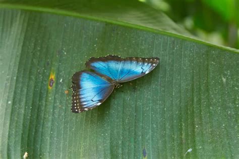 Morpho menelaus - Facts, Diet, Habitat & Pictures on Animalia.bio