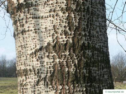 Poplar Trunk Bark Overview