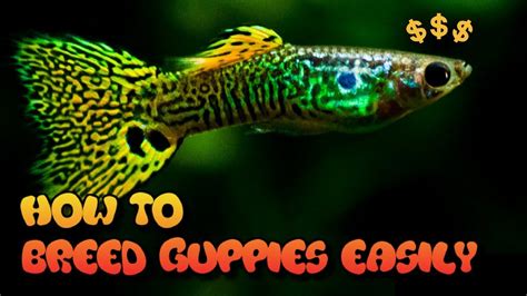 HOW TO BREED GUPPIES (3 EASY WAYS) - YouTube