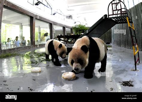 Shanghai. 21st July, 2017. Giant pandas enjoy ice cubes inside an air ...