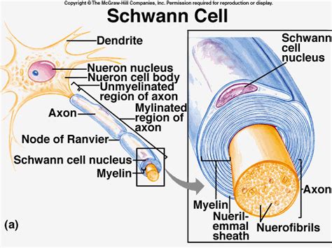 Bio Geo Nerd: Neuroglia