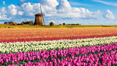 Free download Wallpaper 1920x1080 px flowers landscape nature Netherlands [1920x1080] for your ...