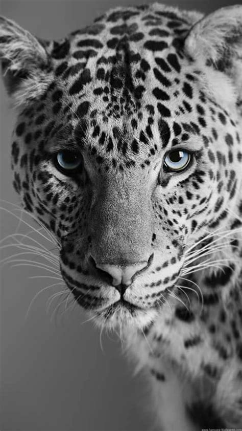 Black and White Amazing Animals, Majestic Animals, Exotic Animals ...