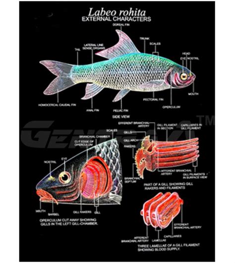 PHERETIMA POSTHUMA (EARTHWORM ANATOMY) – Vimal Exports