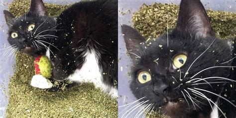 Stoner Cat Finds Pound Of Catnip, Has NO Idea What's Going On - The Dodo