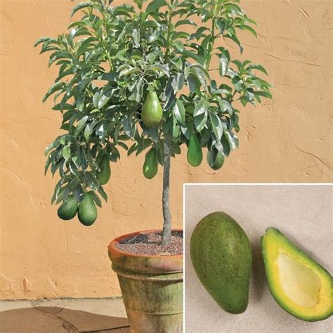 How to Grow an Avocado Tree From Its Pit | Ecotek Green Living