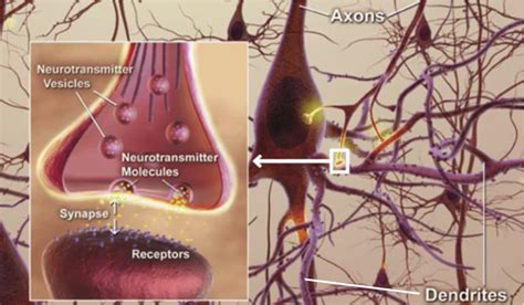 File:Neurons-axons-dendrites-synapses-cropped.PNG - Wikimedia Commons