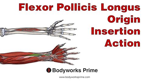 Flexor Pollicis Longus Anatomy: Origin, Insertion & Action - YouTube