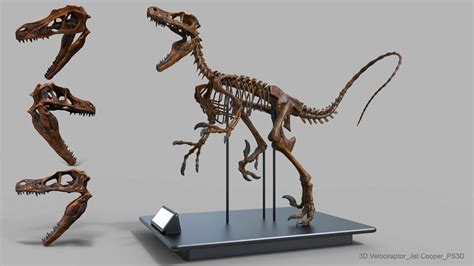 attachment.php (2500×1406) Get On The Floor, Dinosaur Images, Dinosaur ...