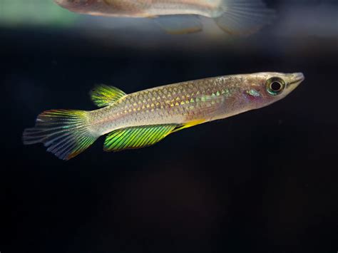 Golden Wonder Killifish (Aplocheilus lineatus) - Tank-Bred!