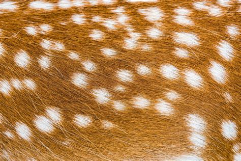 Close-up of deer fur 1425184 Stock Photo at Vecteezy