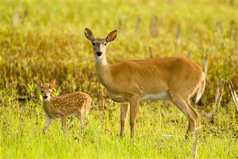Cape Girardeau Nature Center offers program on "orphaned" wildlife | Missouri Department of ...