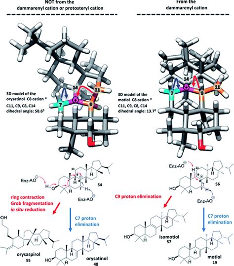 The protosteryl and dammarenyl cation dichotomy in polycyclic triterpene biosynthesis revisited ...