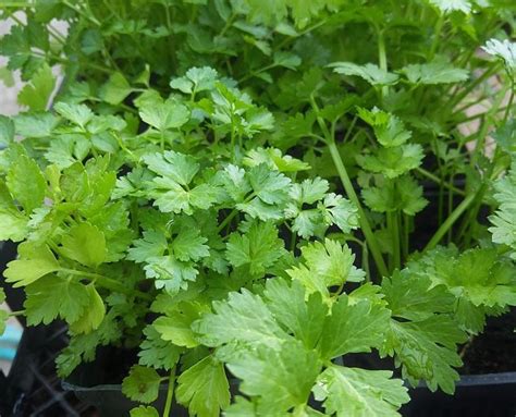 Planting and Growing Guide for Cilantro (Coriandrum sativum)