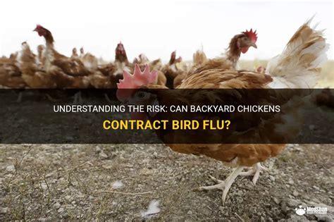 Understanding The Risk: Can Backyard Chickens Contract Bird Flu? | MedShun