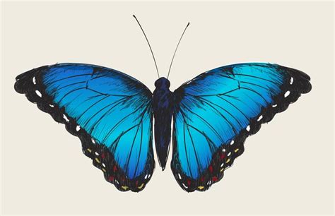 Single detailed butterfly - Download Free Vectors, Clipart Graphics & Vector Art