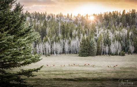 Kaibab Deer near Kaibab Plateau-North Rim Parkway - Stefan Tiesing Photography