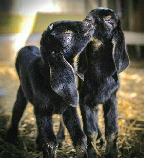 Twin Baby Flopped Eared Goats. "Adorable Baby Animals" | Cute animals, Baby animals, Funny animals