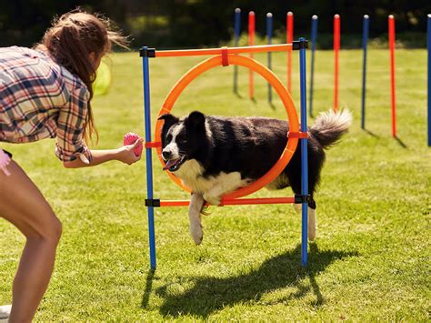 5 Benefits of Dog Agility Training · The Wildest