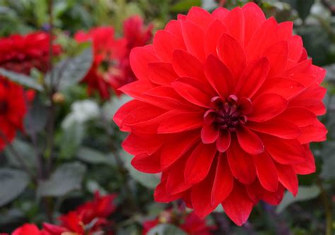 Red Dahlia | Greenside Up