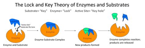 Biology: Lock and key theory Diagram | Quizlet