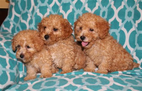 WELCOME TO OUR CUTE CUDDLY PUPPIES - Home