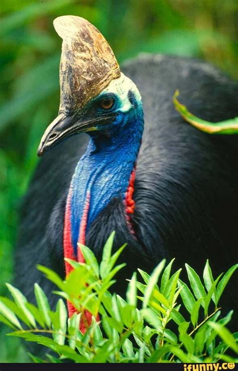 Northern_cassowary memes. Best Collection of funny Northern_cassowary pictures on iFunny