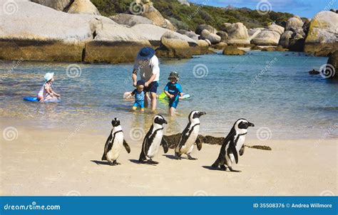 Boulders Beach Penguins Editorial Photo - Image: 35508376