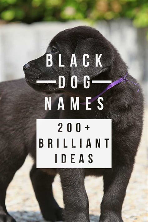 Black Dog Names - Over 200 Inspiring Ideas For Naming Your Pup