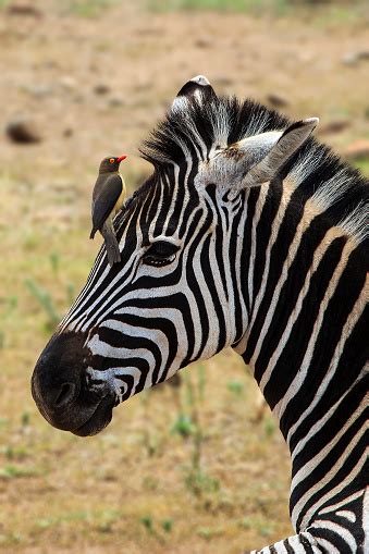 Zebra With Oxpecker Stock Photo - Download Image Now - iStock