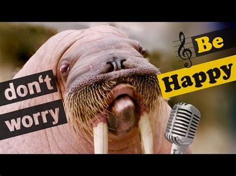 Funny Walruses whistling 'Don’t Worry Be Happy' (feat. clapping Seals ...