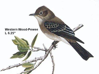 Oregon Birds -- Western Wood-Pewee