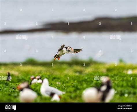 Puffin Bird Flying Stock Photo - Alamy