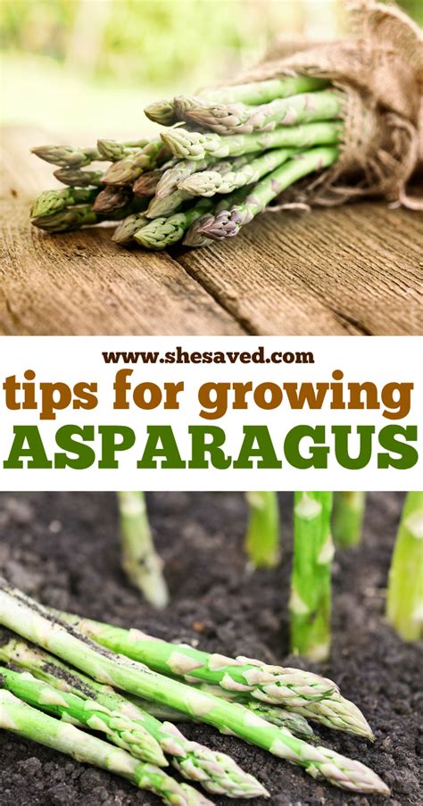 Tips for Growing Asparagus - SheSaved®