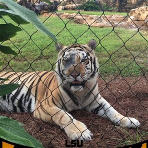 Mike the Tiger Habitat - 90 Photos & 32 Reviews - Local Flavor ...